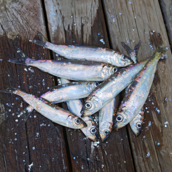 Mini balti hering 1 kg