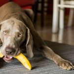 Banán kutya számára: édesség és gyógyszer is egyben